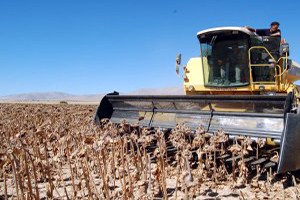 Samsun da Ayçiçeği Hasadı Tamamlandı