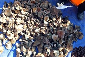 Burhaniye de Melki Mantarı Sezonu Açıldı