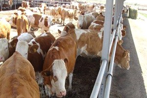 Seydişehir de 200 Gebe Düve Dağıtıldı