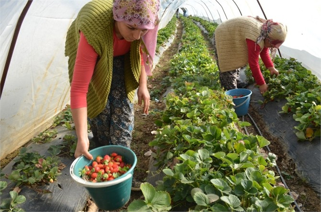 Kendi İmkanları İle Üretip İhraç Ediyor