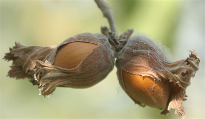 Fındık Üreticilerine Alan Bazlı Gelir Desteği Kararı