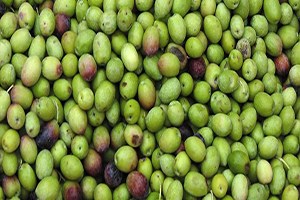 Gaziantep Zeytinde De Marka Olmak İstiyor