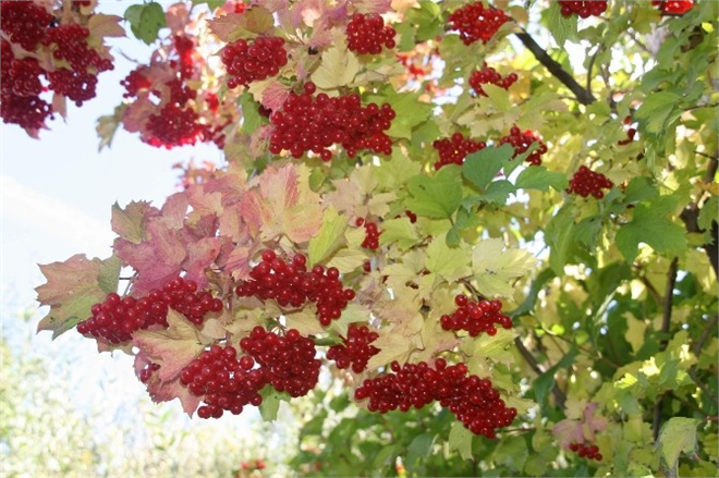 Şifa Deposu Gilaburu Dalında Kalmayacak