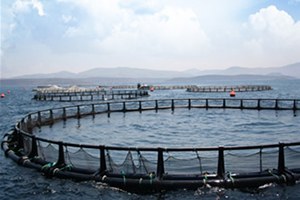 Karaburun da Kurulacak Balık Çiftlikleri