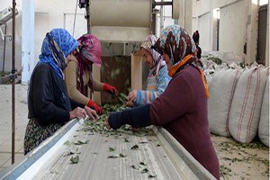 Mersin den Amerika Ve Çin e Yeşil Altın İhracatı