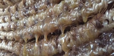 Zeytin Sütüne Talep Artıyor