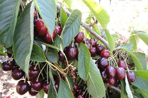 Çin e İhracat Edilecek Kiraz Üreticisine Sulama ve Pazarlama Desteği