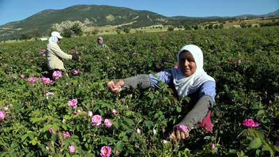 Gül Üreticisine Ödeme Müjdesi