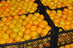 Mandalina Üreticisinin Fiyat Sıkıntısı