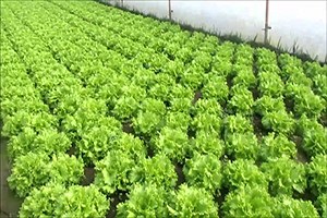 Marul Üreticisini Sevindirdi