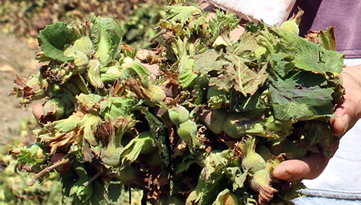 Ordu ya 1 5 Milyar Liralık Fındık Desteği