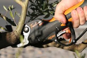 Üzüm Üreticisine Erken Budama Uyarısı