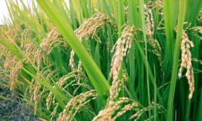 Çeltikte Uzun Vadeli Tarım Politikası Şart