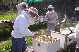 Arılar Niye Ölüyor
