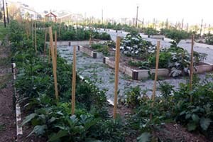 Mahalle Bostanı Eğitimleri Çankaya da Başlıyor