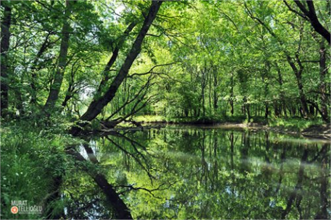 İğneada ya Nükleer Santral Yapılırsa ve Patlarsa Milyonları Etkileyecek