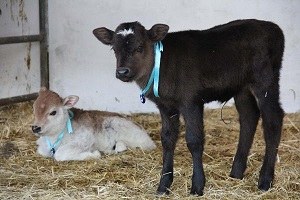 Suni Tohumlamada Büyük Başarı