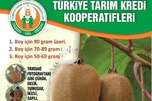 Tarım Kredi Kooperatifleri Kivi Alımı Yapacak