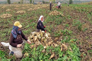 Tokat ta Şeker Pancarında Rekolte Arttı