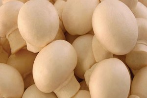 Türkiye Yemeklik Mantar Kongresi Çukurova Üniversitesi nde Yapıldı