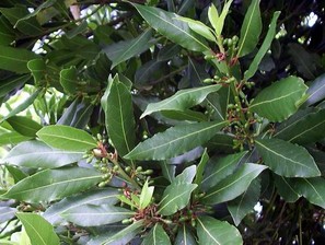 Defne Hasadı Başladı