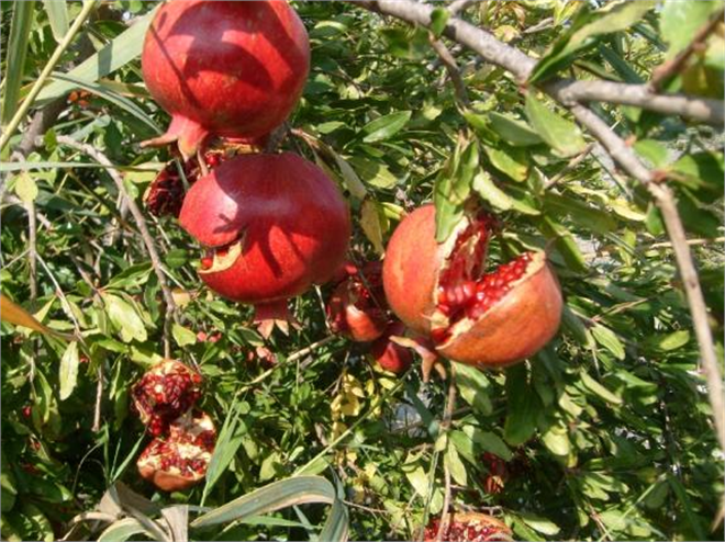 Para Etmeyen Narlar Ekşi Oluyor