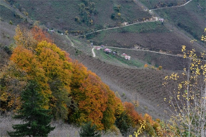 Görenlere Terapi Etkisi Yapıyor
