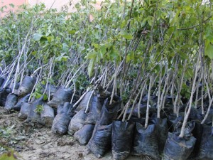 Üreticilere Fidan Dağıtılacak