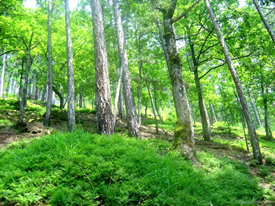 Dünya da 3 Trilyon Ağaç Var