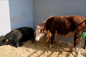 Besicilere Müjdeli Haber