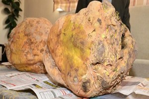 Karaman da Yetiştirilen 15 Kilogram Pancarlar Şaşırttı