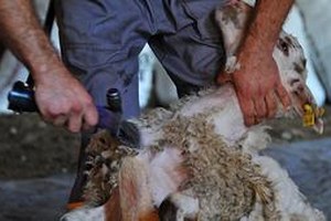 Türkiye nin İlk Sertifikalı Kırkımcıları Beypazarı nda