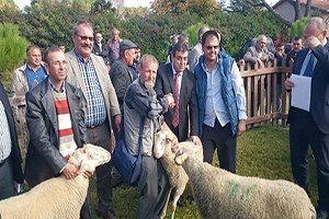 Tahirova Irkı Koçların Dağıtımı Yapıldı