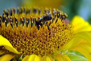 Kanadalı Bilim Adamlarından Süper Arılar Çalışması