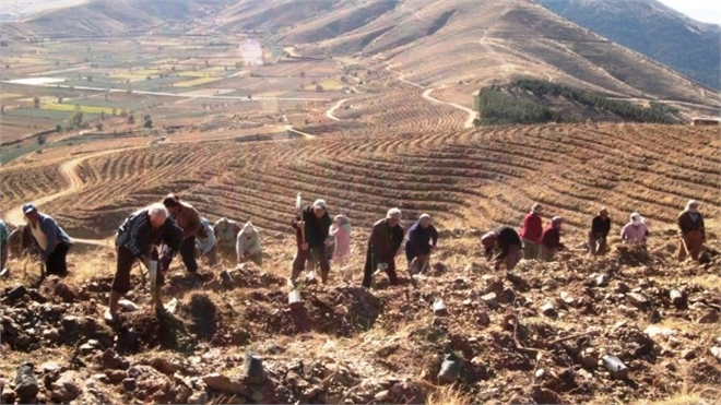 Bozdağ a 5 Yılda 1 Milyon 200 Bin Fidan