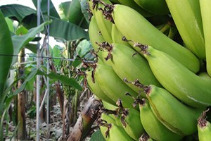 Alanya da Muz Üretimi Örtü Altına Girdi