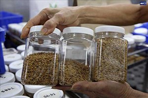 Bitki Genetik Kaynaklarımız Tarımın Sigortasıdır