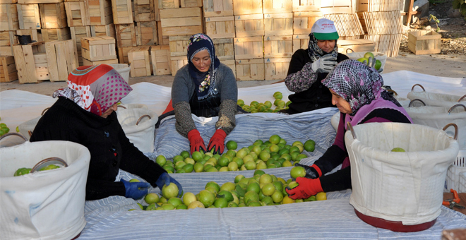 Narenciye de Fiyat Artışı Sürüyor