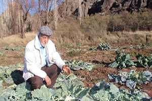 Tarladaki Lahanaları Çaldılar