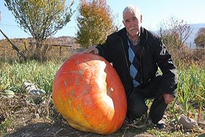 Tokat ta 96 Kilogramlık Kabak Görenleri Şaşırtıyor