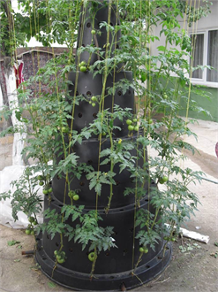 Dikey Tarım Aparatı ile Bir Metrekareden Kilolarca Ürün Alınabilecek