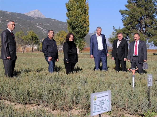 Isparta dan Türkmenistan a Ardıç Fidanı Gidiyor