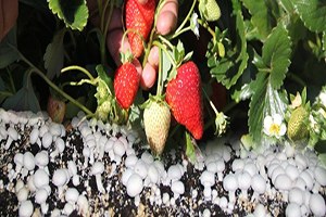 Çilek Ve Mantarın Buluşması