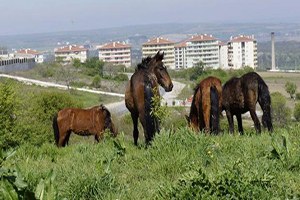 Edirne de Sahipsiz Atlar İhaleyle Satılacak