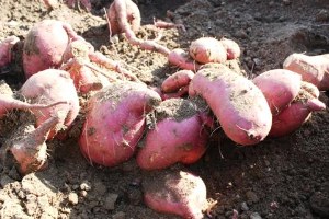 Ekobahçe de İlk Tatlı Patates Hasadı Yapıldı