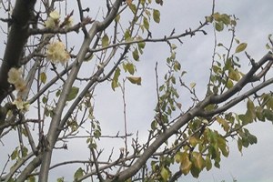 Güneşe Aldanan Erik Ağaçları Çiçek Açtı