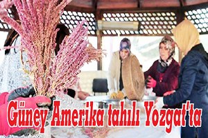 Güney Amerika Tahılı Yozgat ta