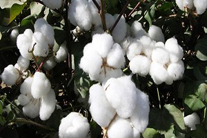 Türkiye Dünya Genelindeki En Nitelikli Pamuk Üreticilerinden Biri