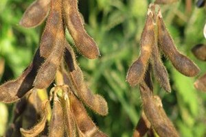 Samsun da Çeltik ve Soya Hasadında Üretici Kazandı