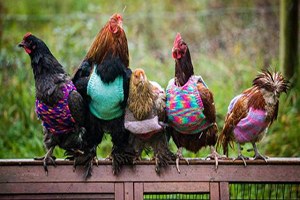 Tavukları Üşümesin Diye